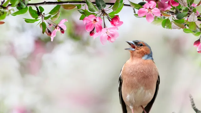 Frühlingssingen Frühlingssingen