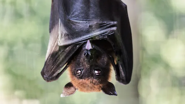 Fledermaus Fledermaus