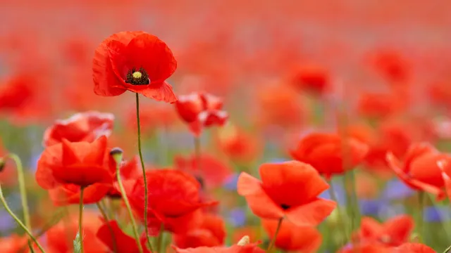 Mohn Mohn