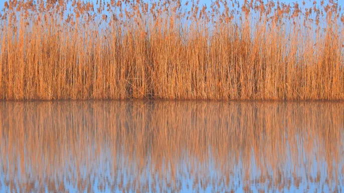 Bild Meditation (Foto: Lukas Kadava - unsplash) Bild Meditation (Foto: Lukas Kadava - unsplash)