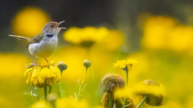 Sommersingen Sommersingen