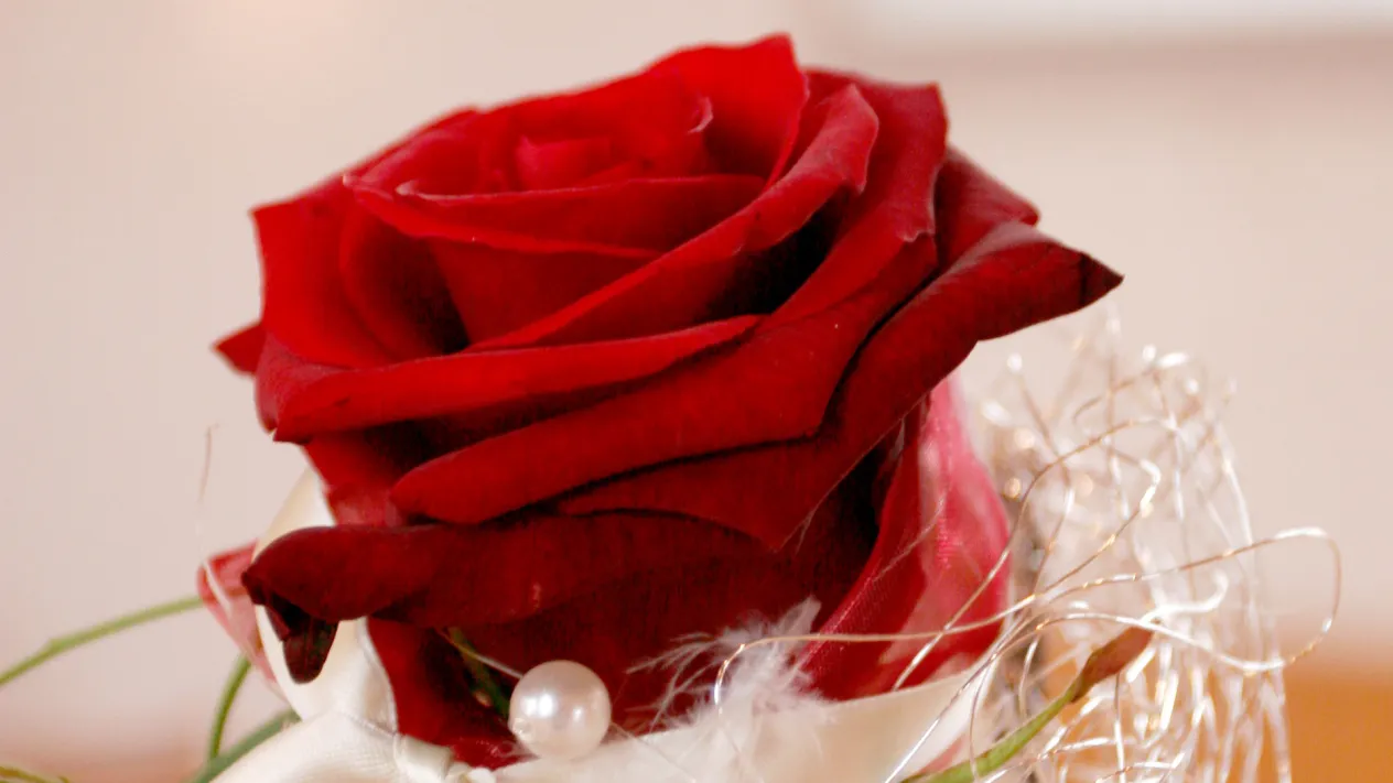 Rose dekoriert (Foto: David Jufer) Rose dekoriert (Foto: David Jufer)