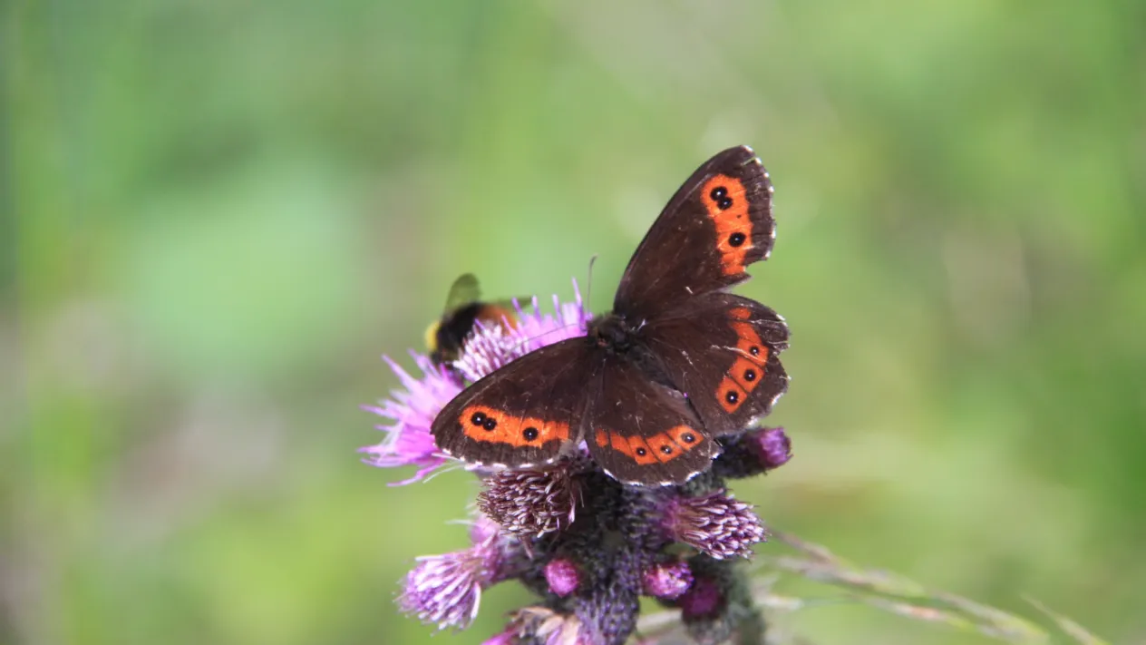Schmetterling (Foto: David Jufer)
