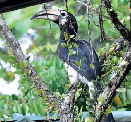 Nashornvogel: in Malayisch-Borneo  (Foto: Wolf Seemann)