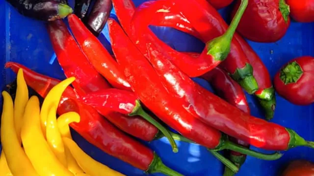 Chili aus dem Pfarrhausgarten (Foto: Monika Götte) Chili aus dem Pfarrhausgarten (Foto: Monika Götte)